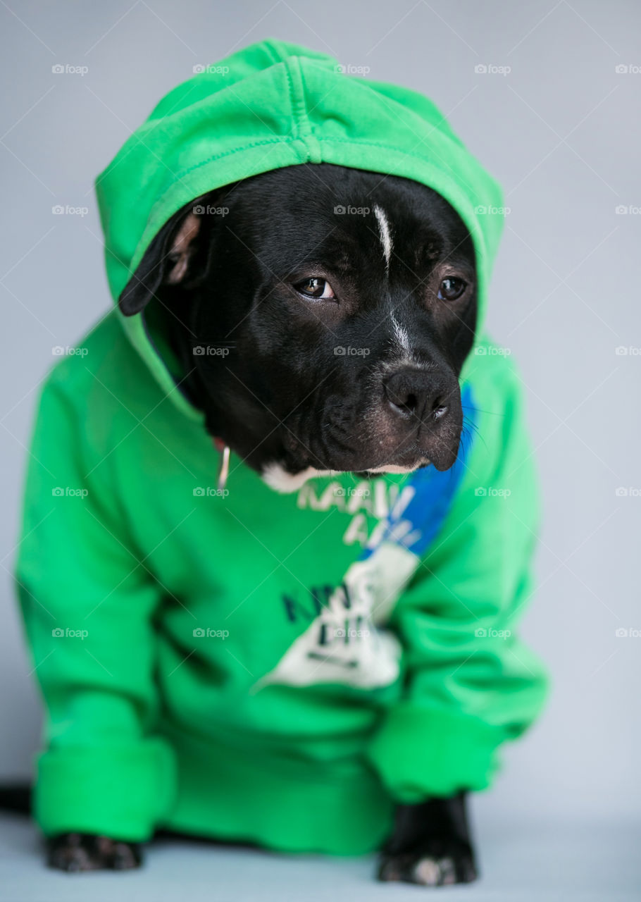 Little cute dog in green sweater 