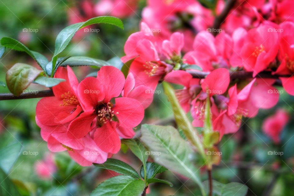 Flower, Nature, Garden, Flora, Leaf