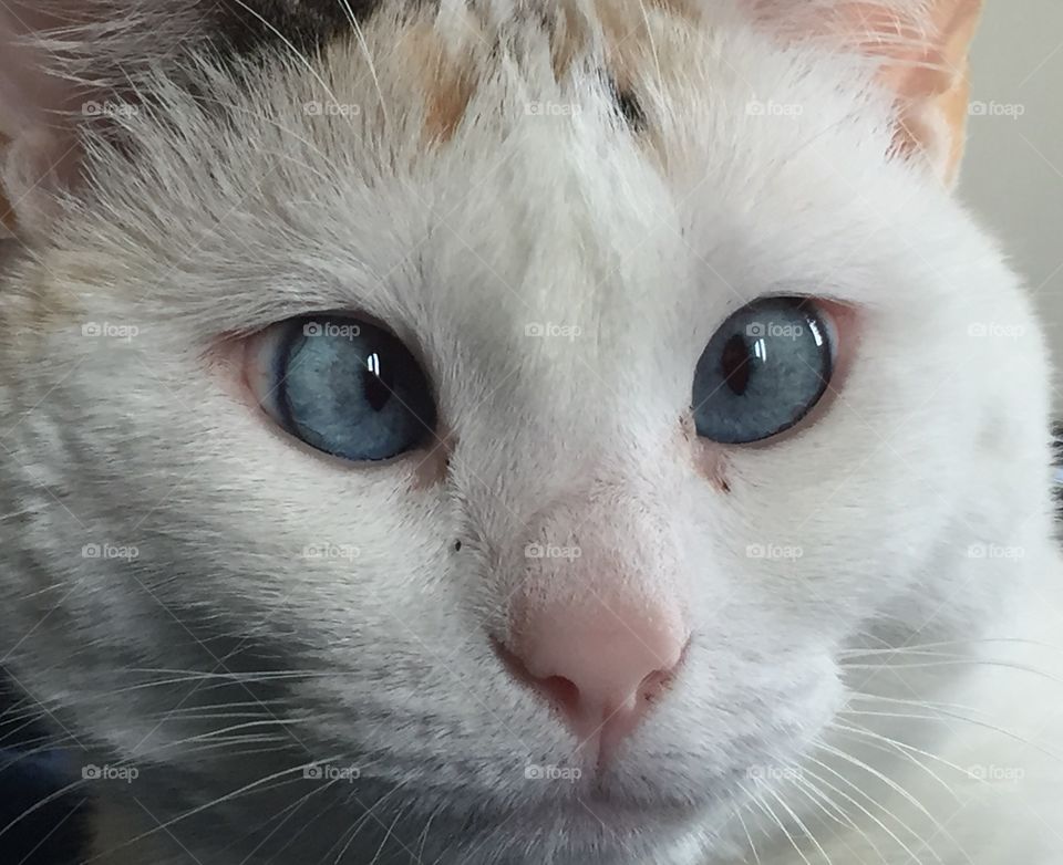 Extreme close-up of cat