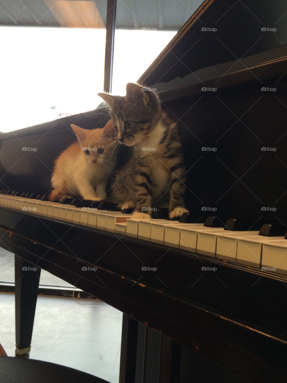 Two kittens, one grey and one orange tabby, playing on the ebony and ivory keys of a grand piano. 