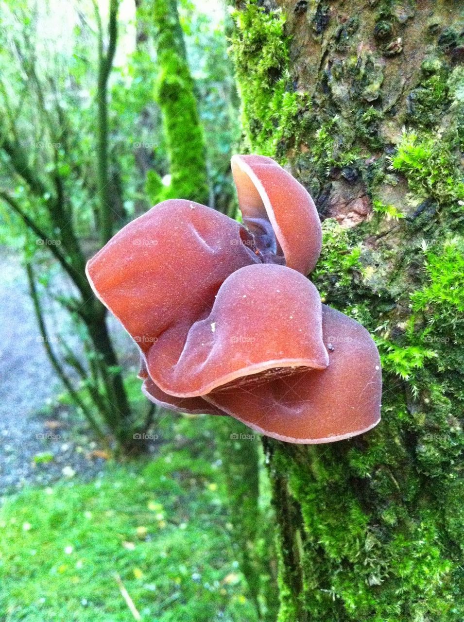 Fungi