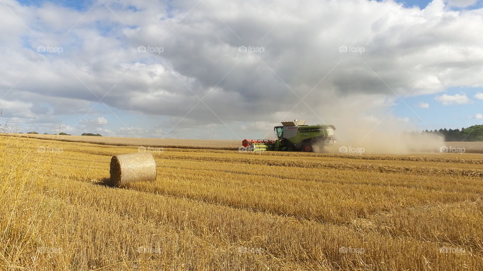 Harvest. Harvesting crops