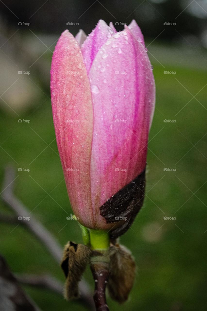 Magnolia flower