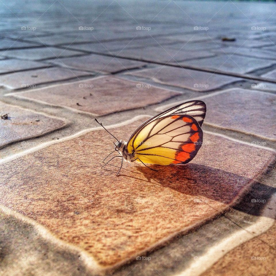 Good Morning, Butterfly