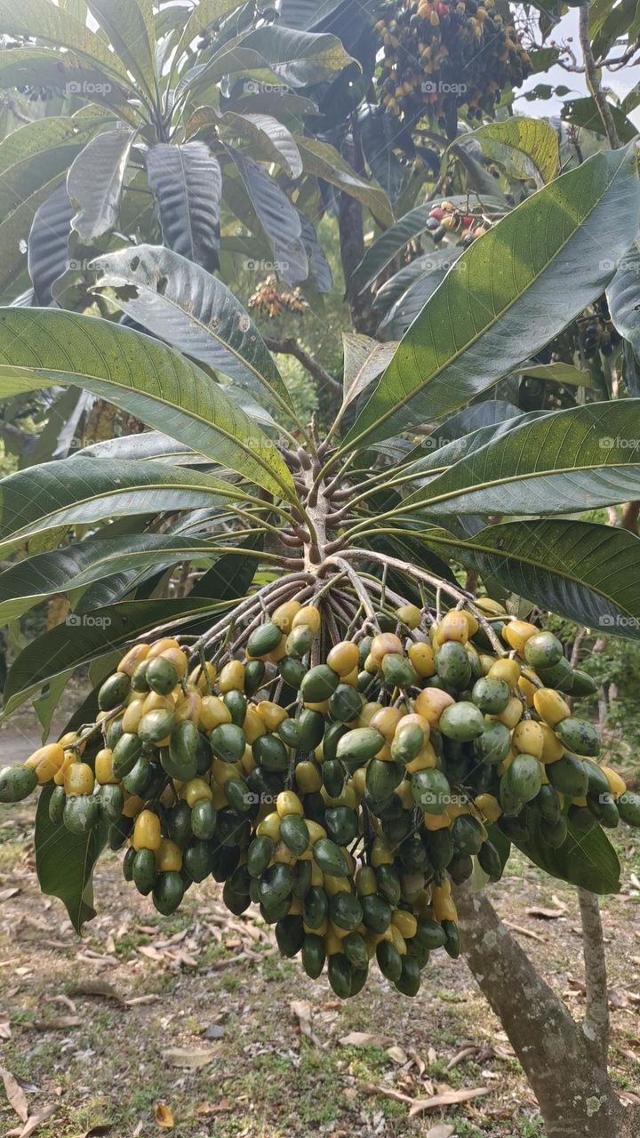 Shuangliu Recreation Area, Taitung Paint