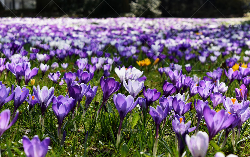 View of purple crocus field