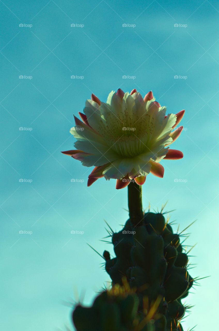 Cactus flower