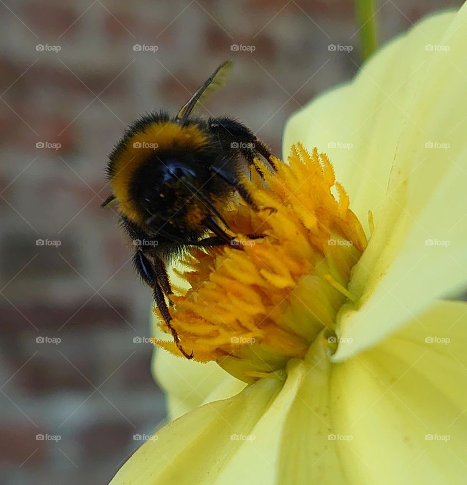 Bumblebee on Dahlia