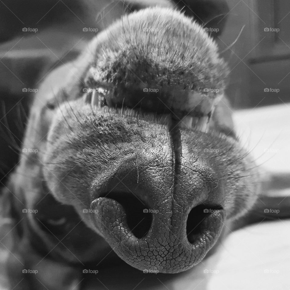 my dogs nose from a different angle