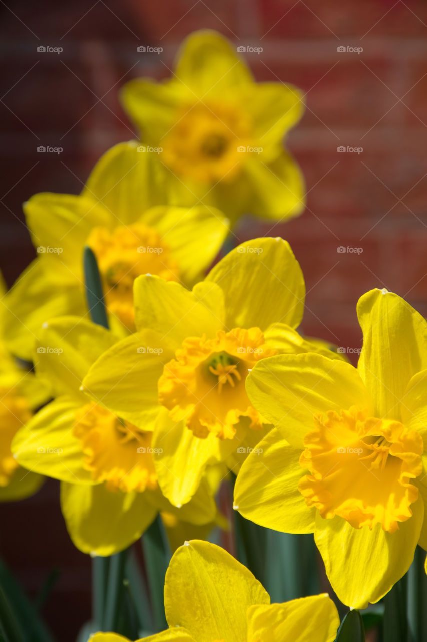 yellow daffodils