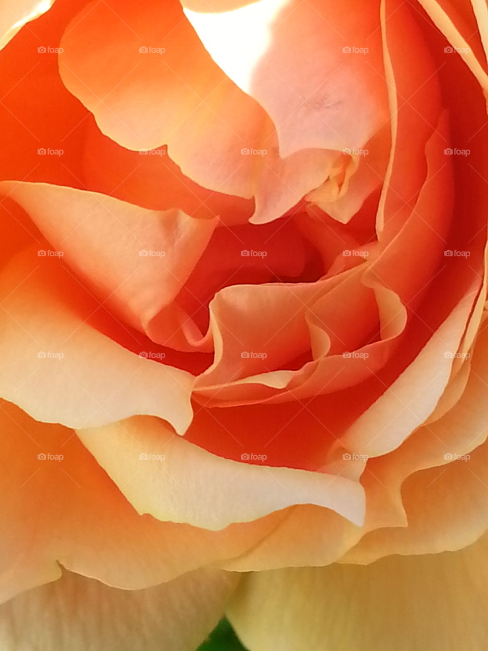 Peach coloured Rose