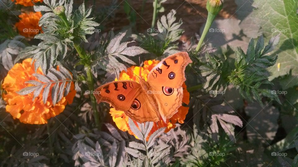 A beautiful scene of butterfly on the marigold flowers.