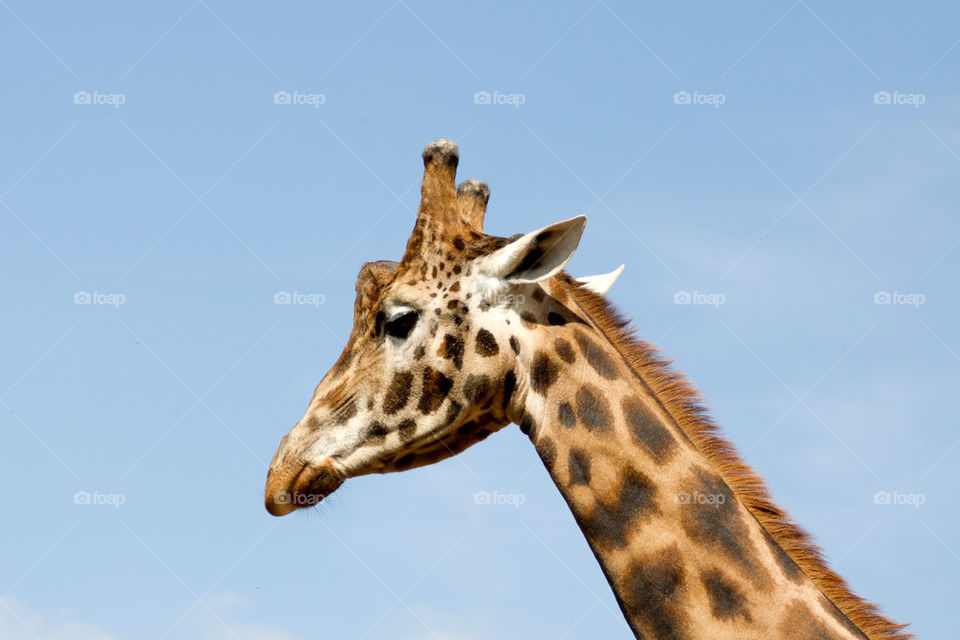 Giraffe against sky