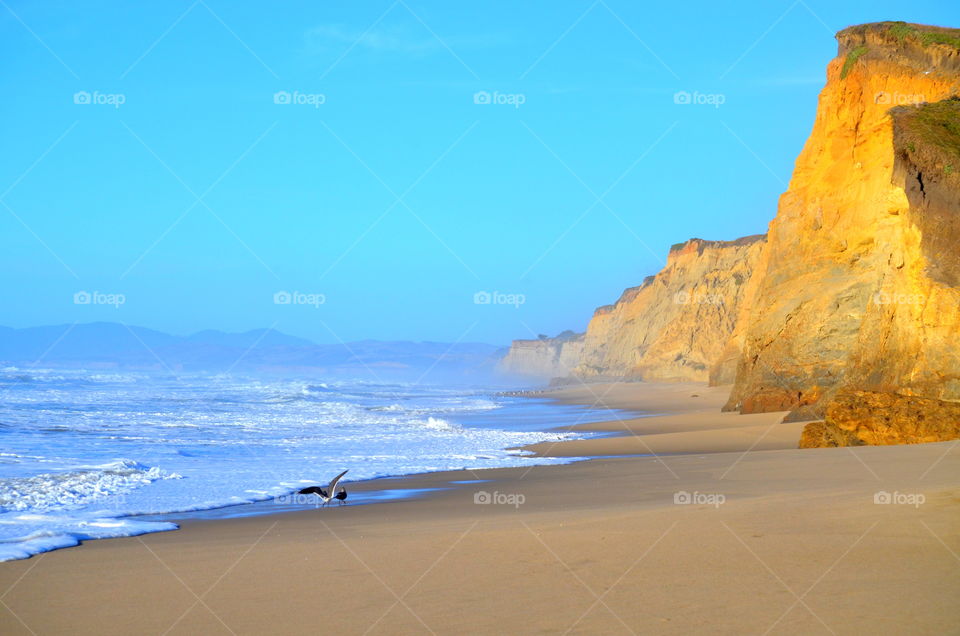 Surf at rocky coastline with seagull