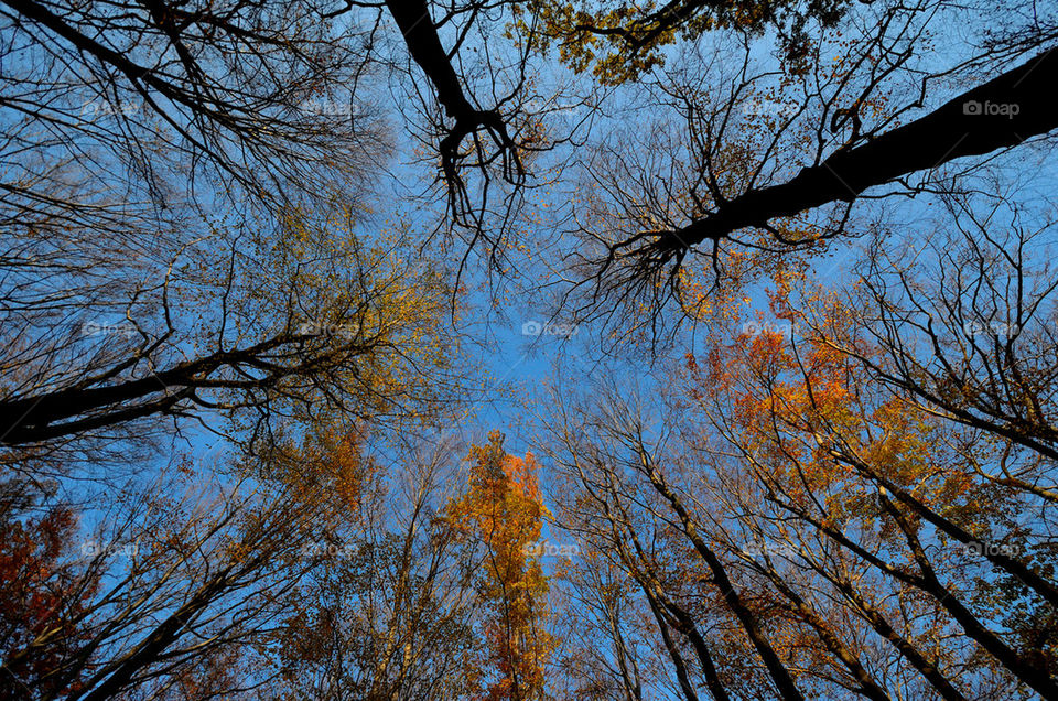 Autumn forest