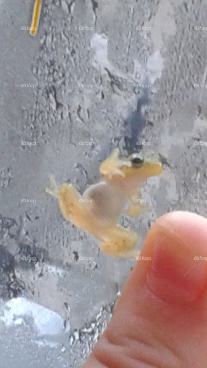 Thumb frog