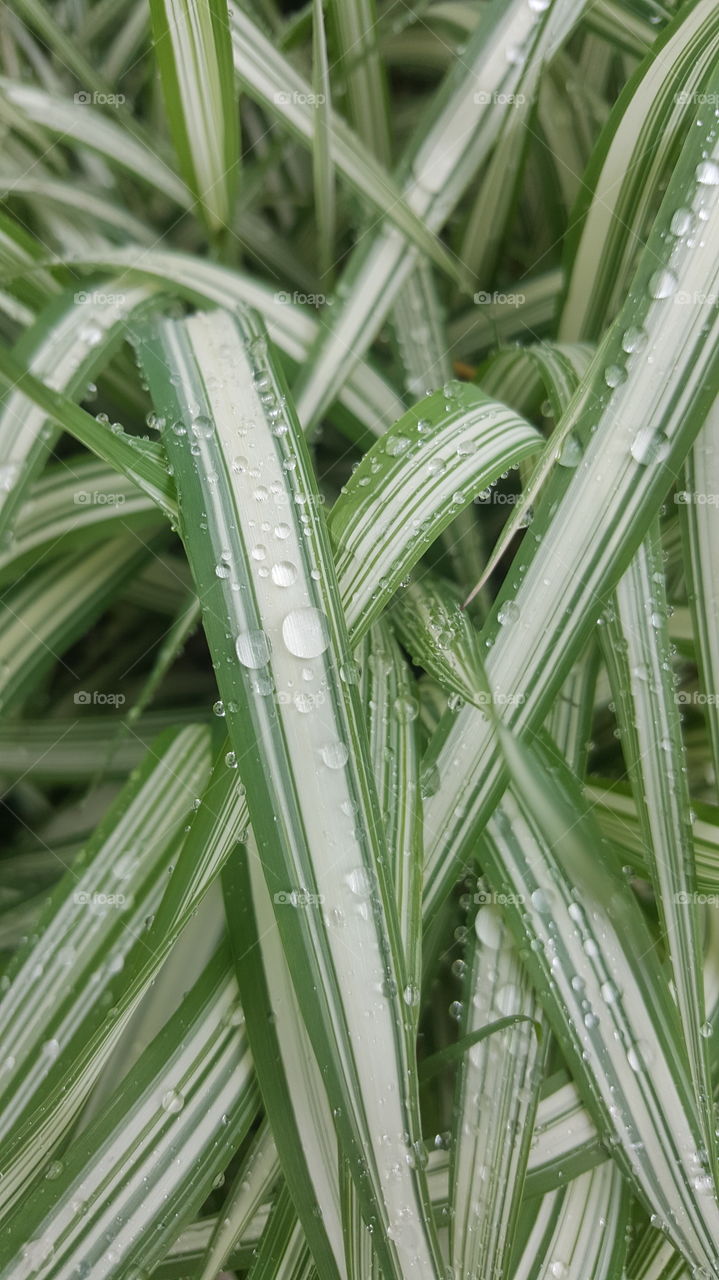 Close-up of Decorative Grass