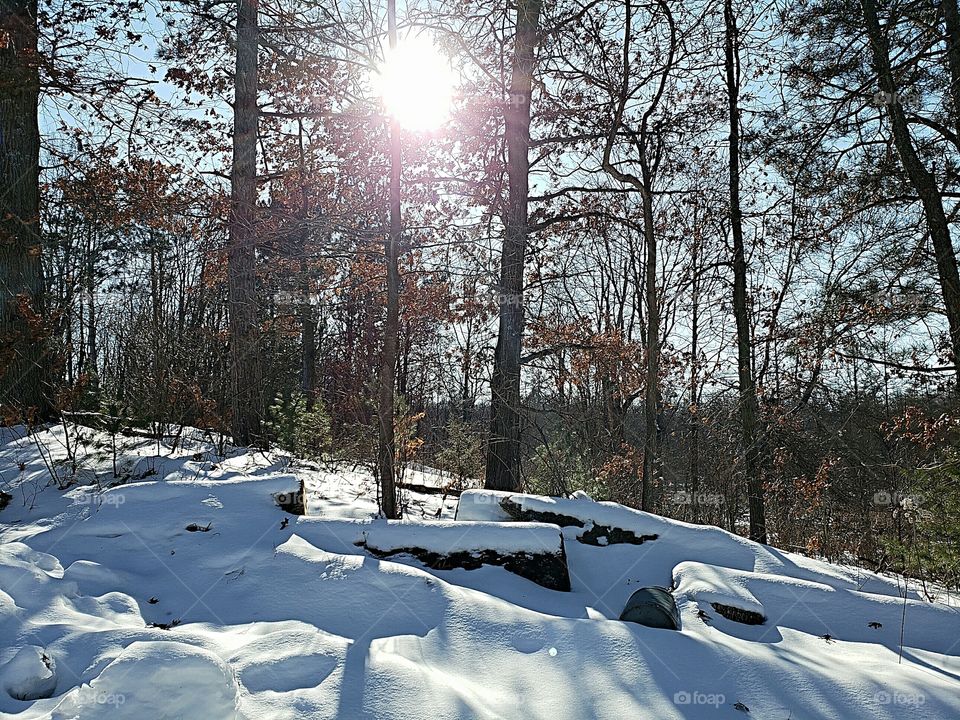 woods after a snowfall