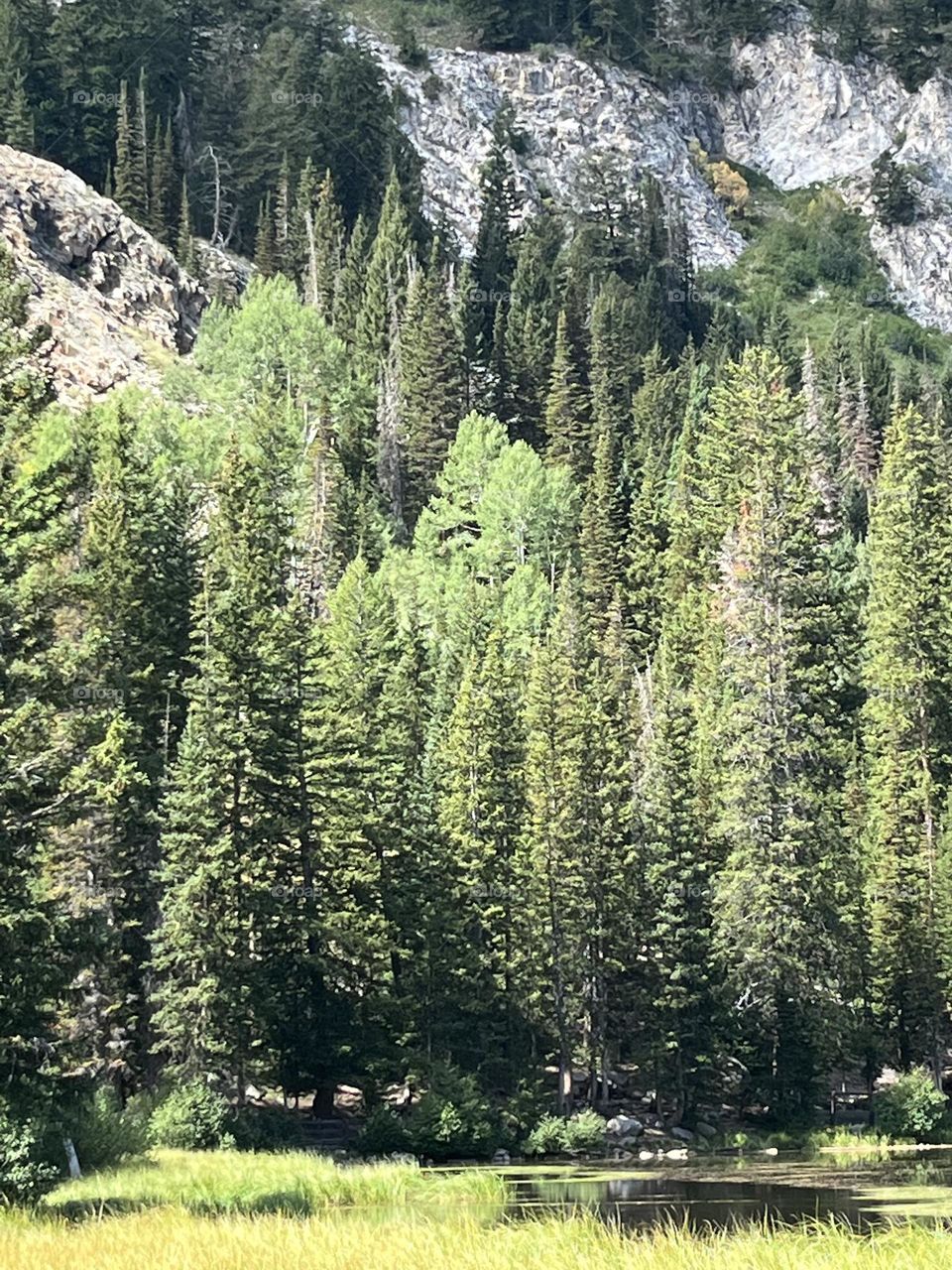 Forests of Utah 