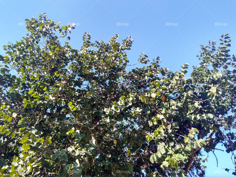 Tree in street. Rio dos Cedros SC Brasil.