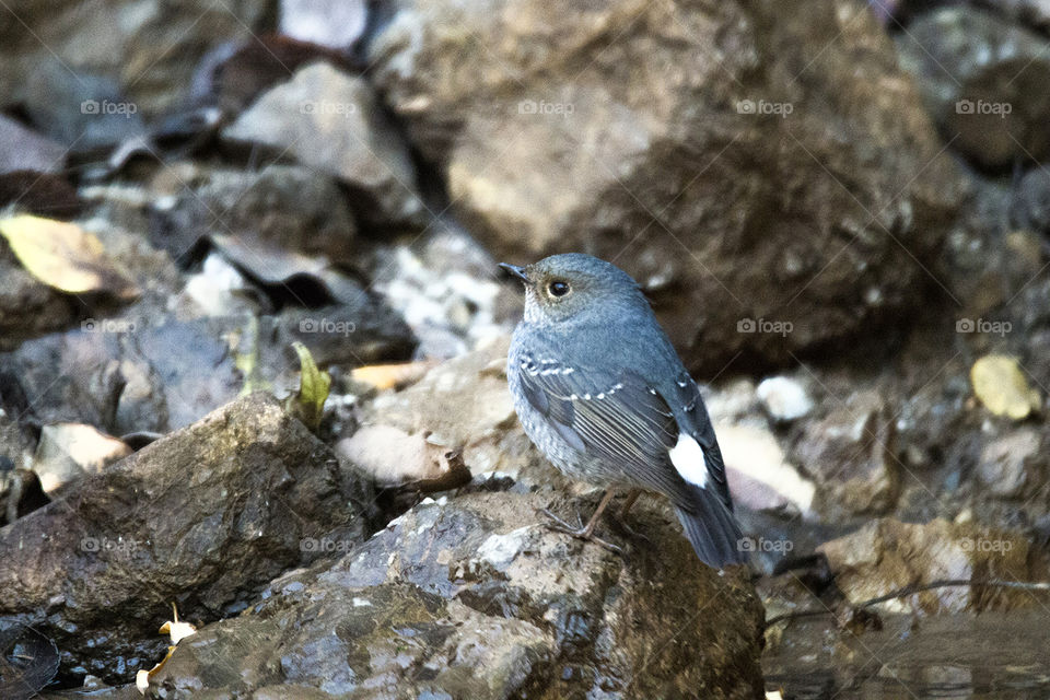 Plumbeous Water Redstart (Female)