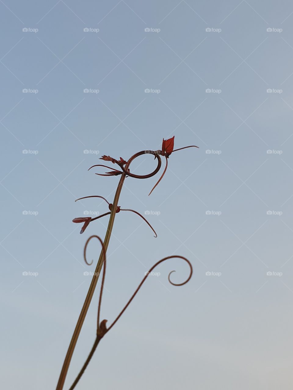 young shoots sticking out