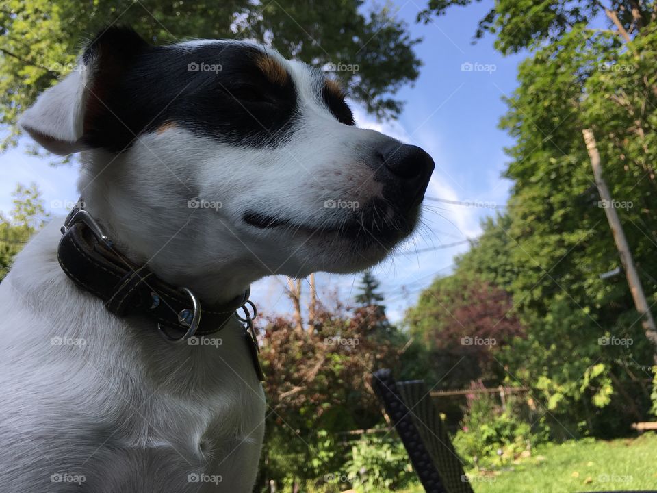 Closeup of beautiful dog outdoors on a sunny day enjoying summer weather 