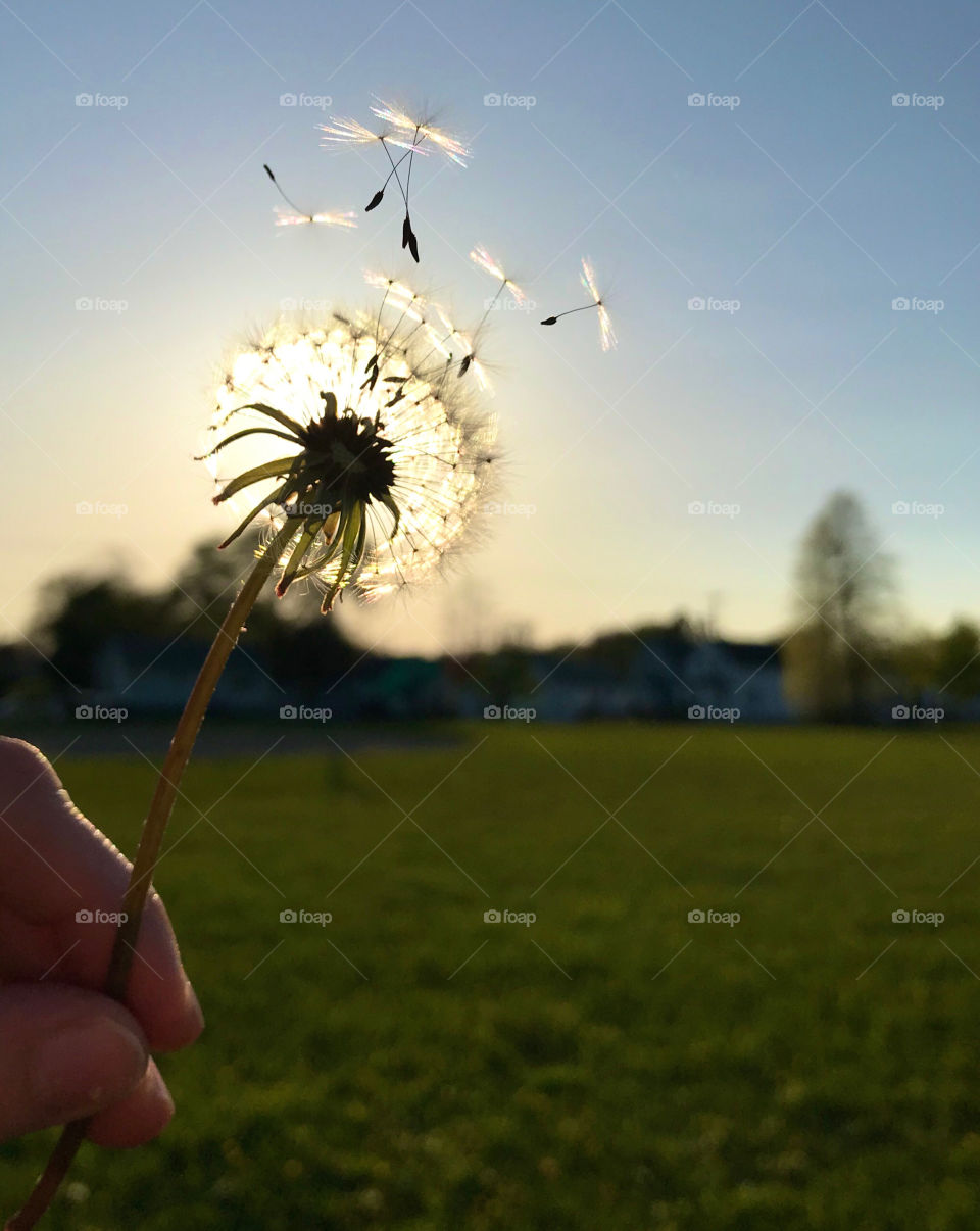 Dandelion seeds floating off into the air