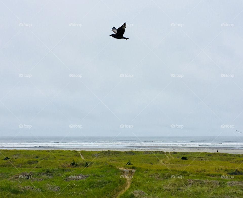 Seagull and path 1, Long Beach, WA