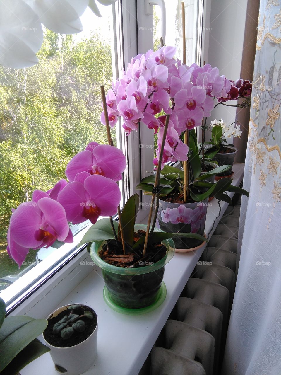 орхидеи в ряд