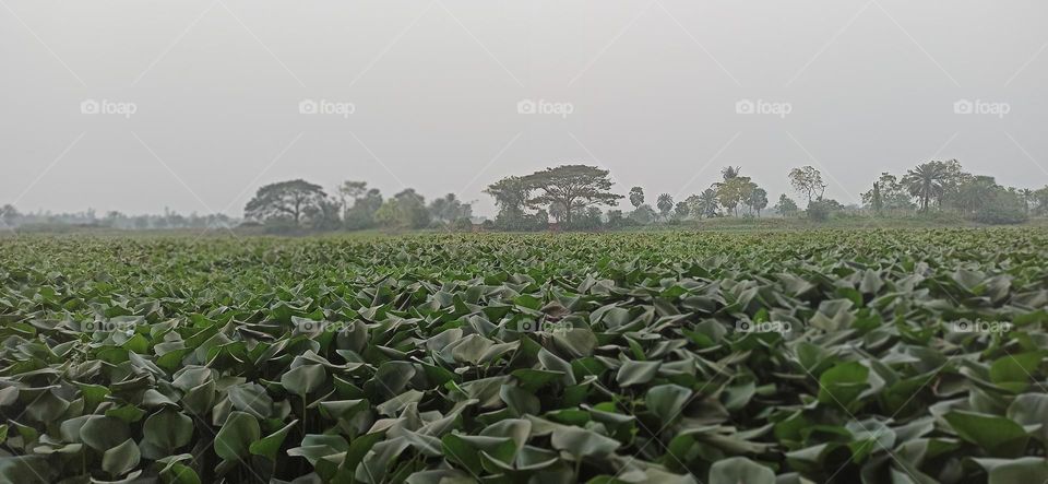 Water Hyacinth