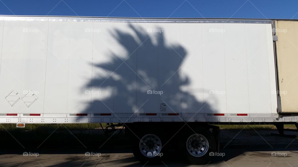 Palm tree shadow, McAllen, TX