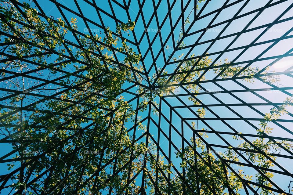 Lattice and Sky. Botanical Gardens in the Bronx