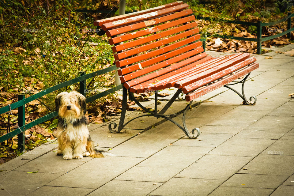 small dog waits patiently for owner