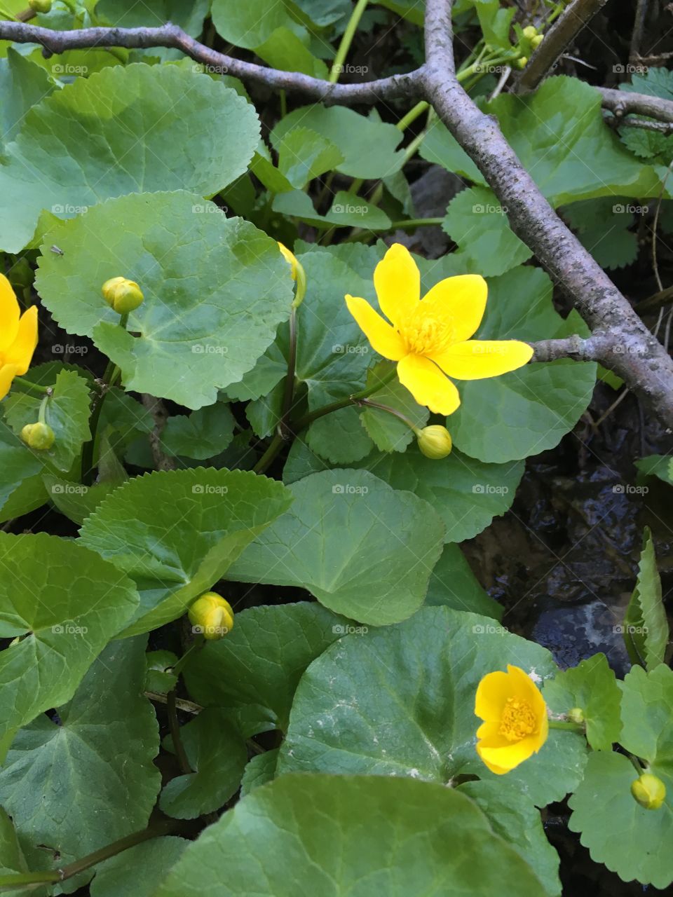 Pond flower
