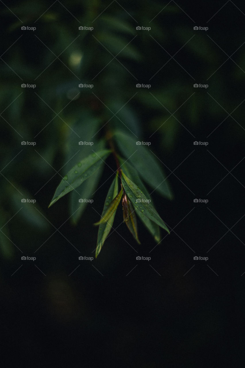 background image of leaves after rain