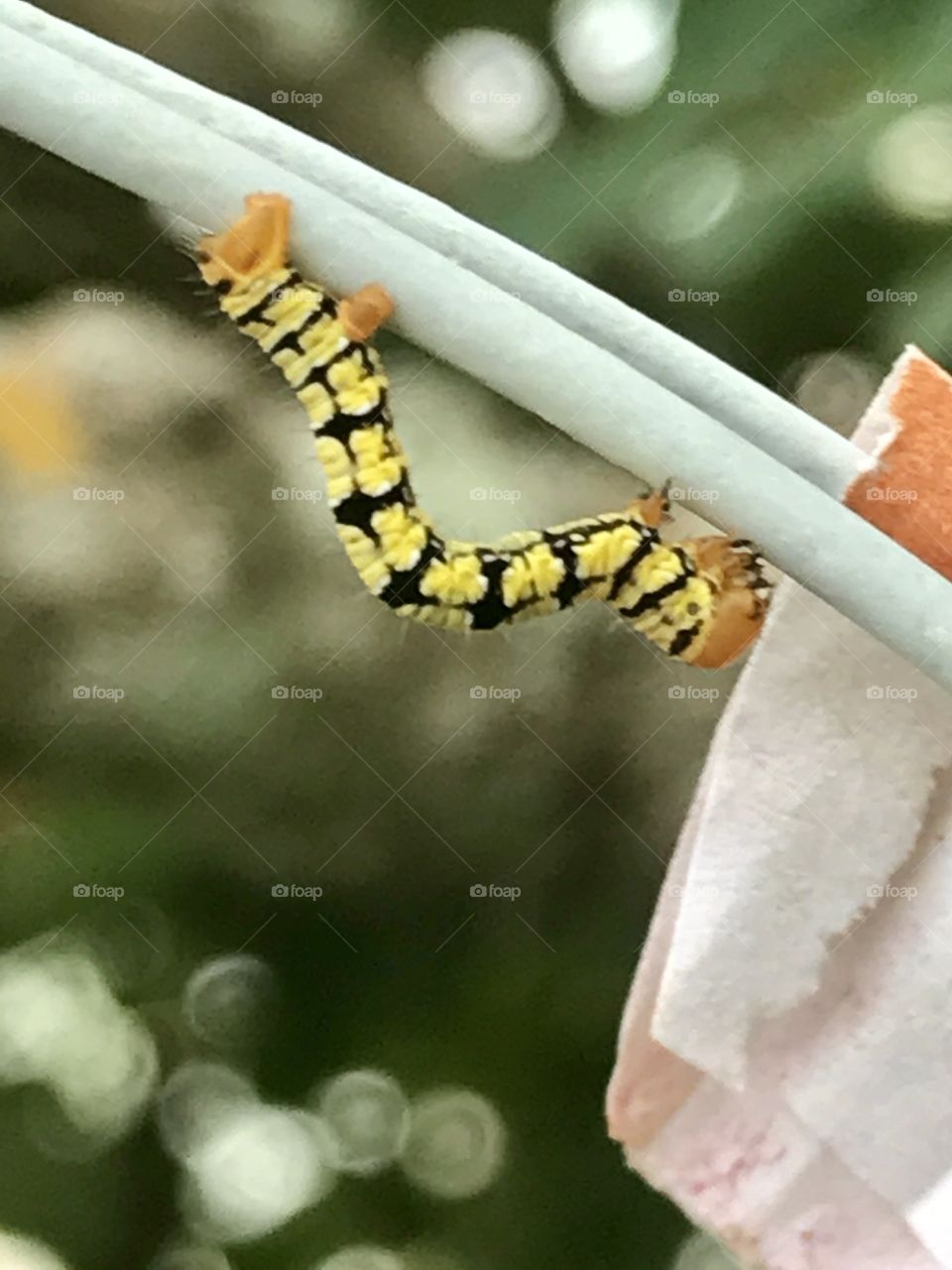 Caterpillar on wire