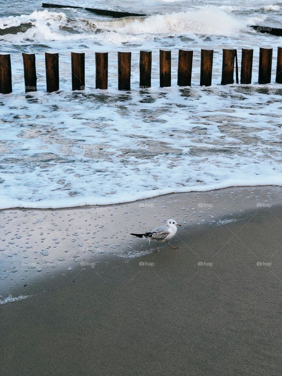 Lonely seagull in seaside 