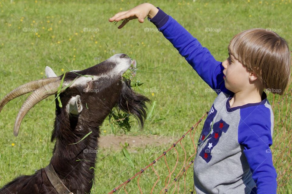 Little Boy Feeding Goat