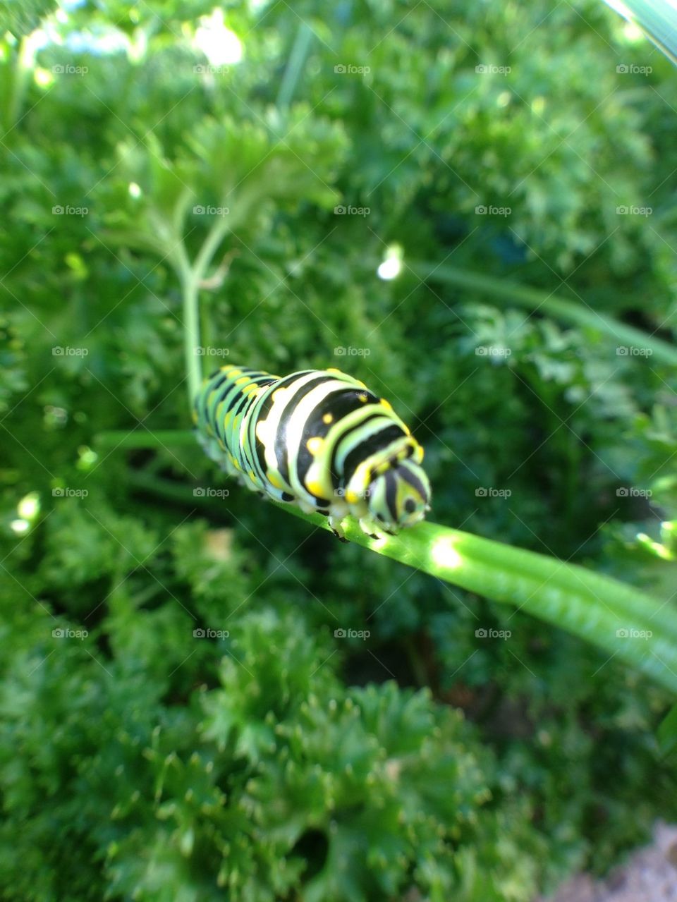 Caterpillar in my garden