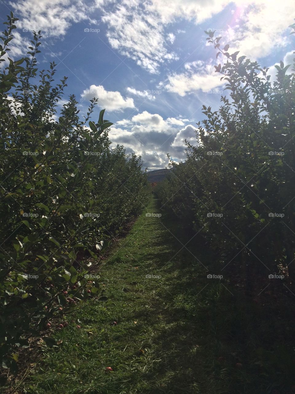 Fields of Apple Trees