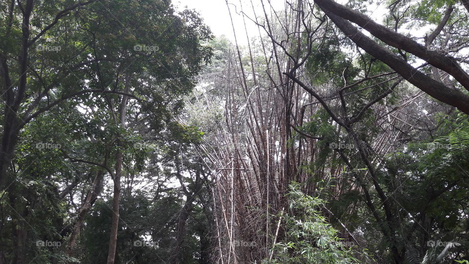 Wood, Tree, Nature, Landscape, Leaf