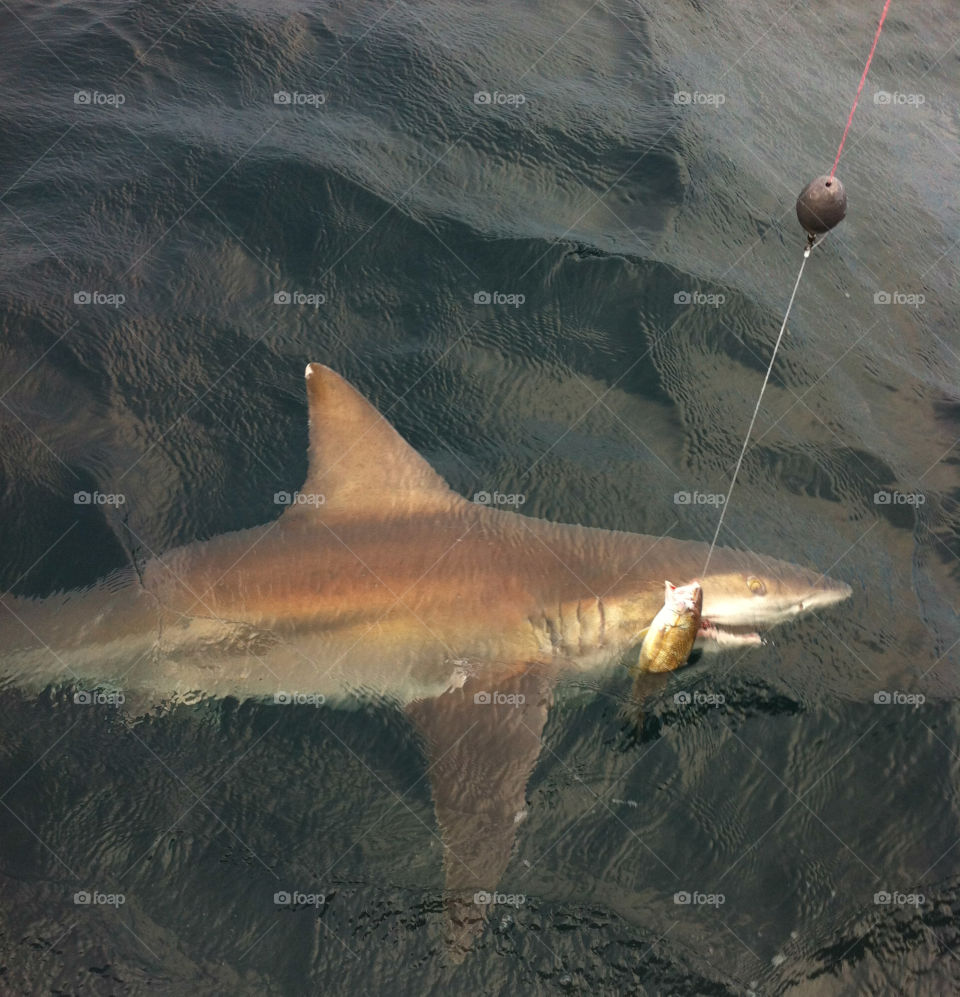 A shark is caught by a fisherman while trolling off the rear of the boat! Huge!
