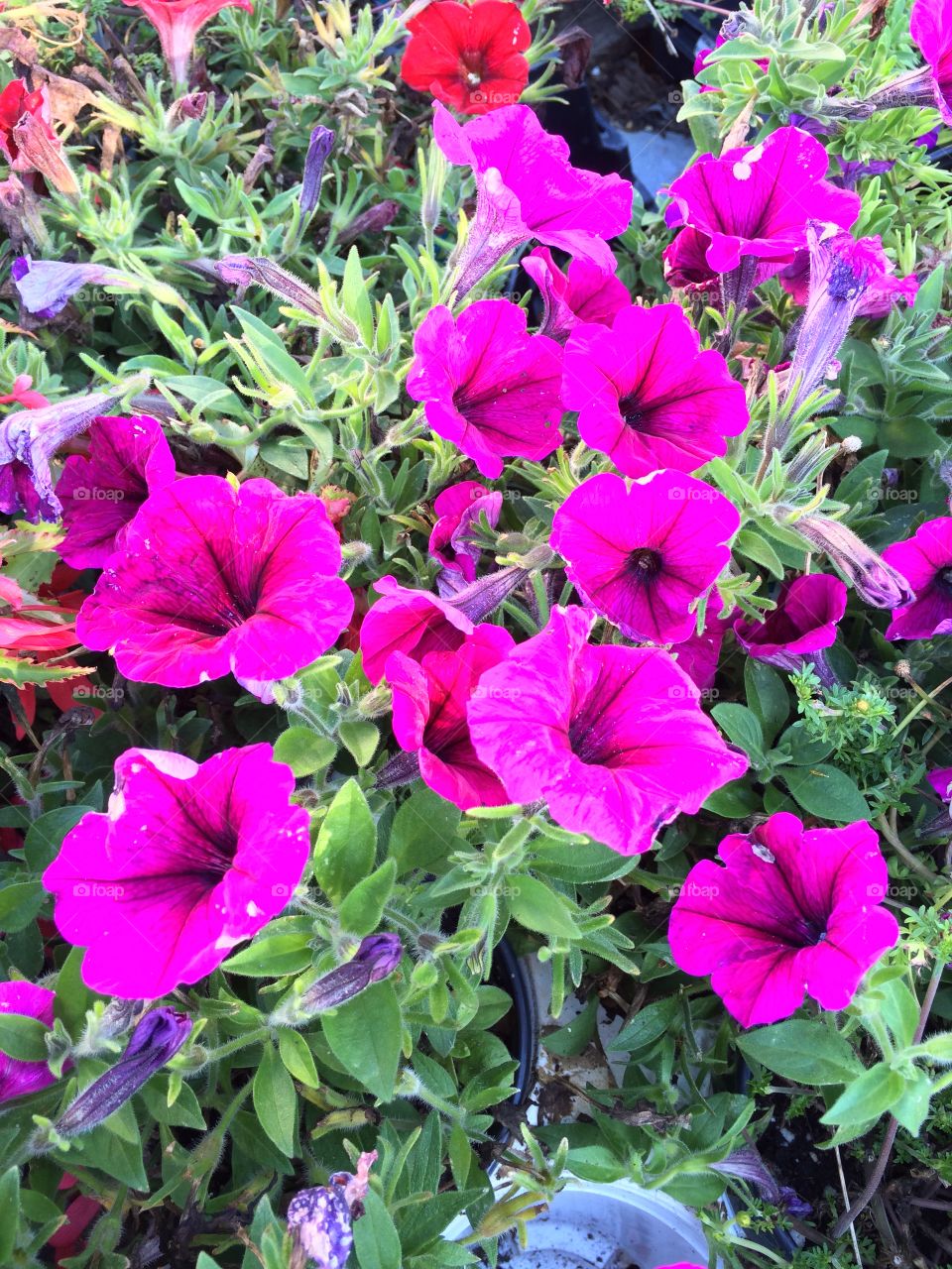 Purple flower . Nature walk