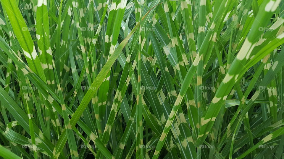 grassy texture