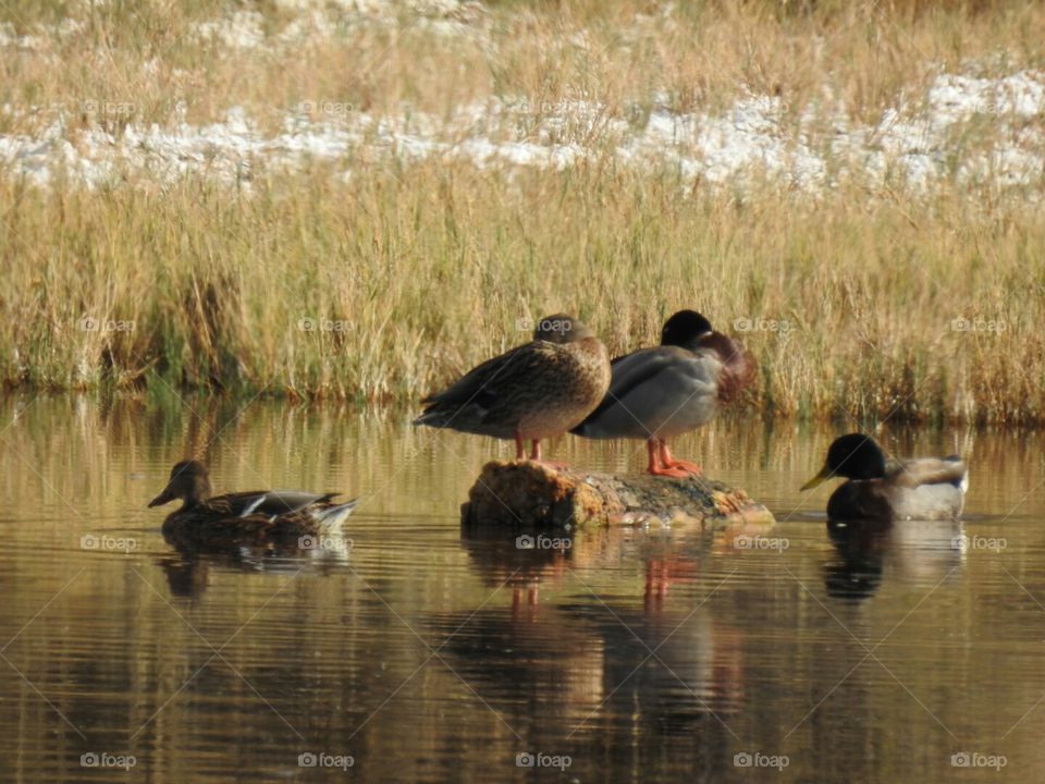 Ducks In Pond