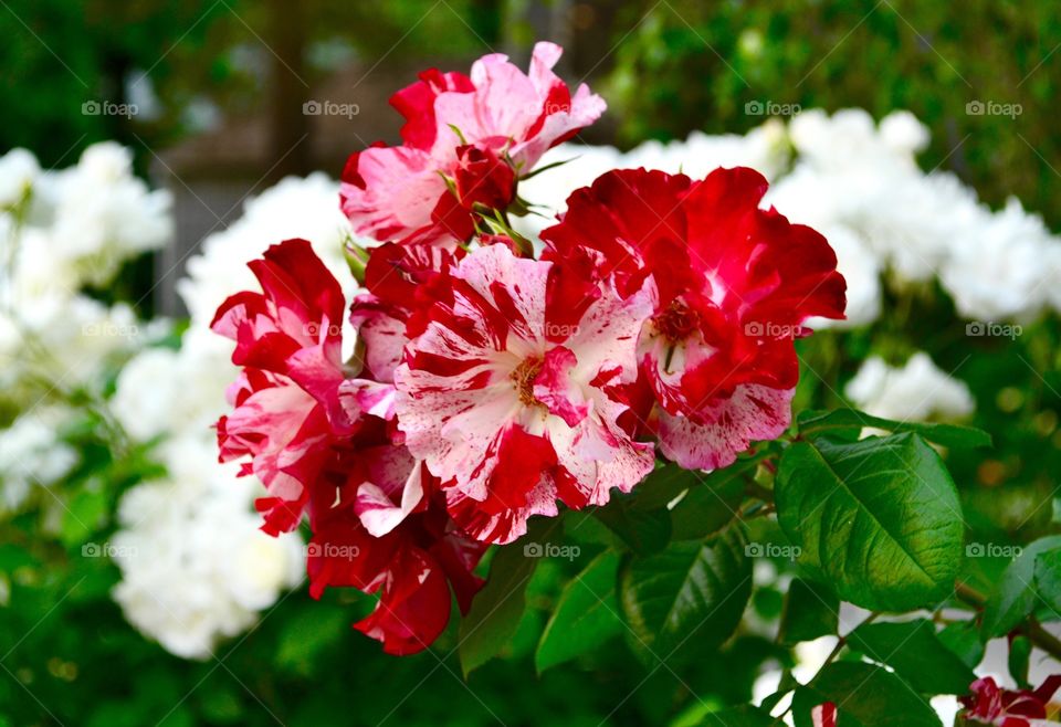 Roses of a different style