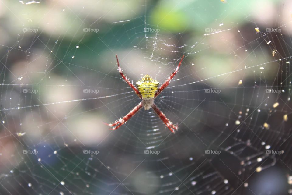spider close up