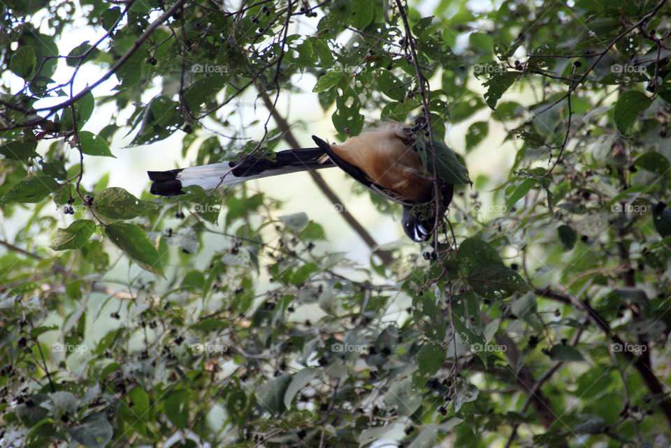 Rufous treepie hanging upside down in his enjoyment of food.