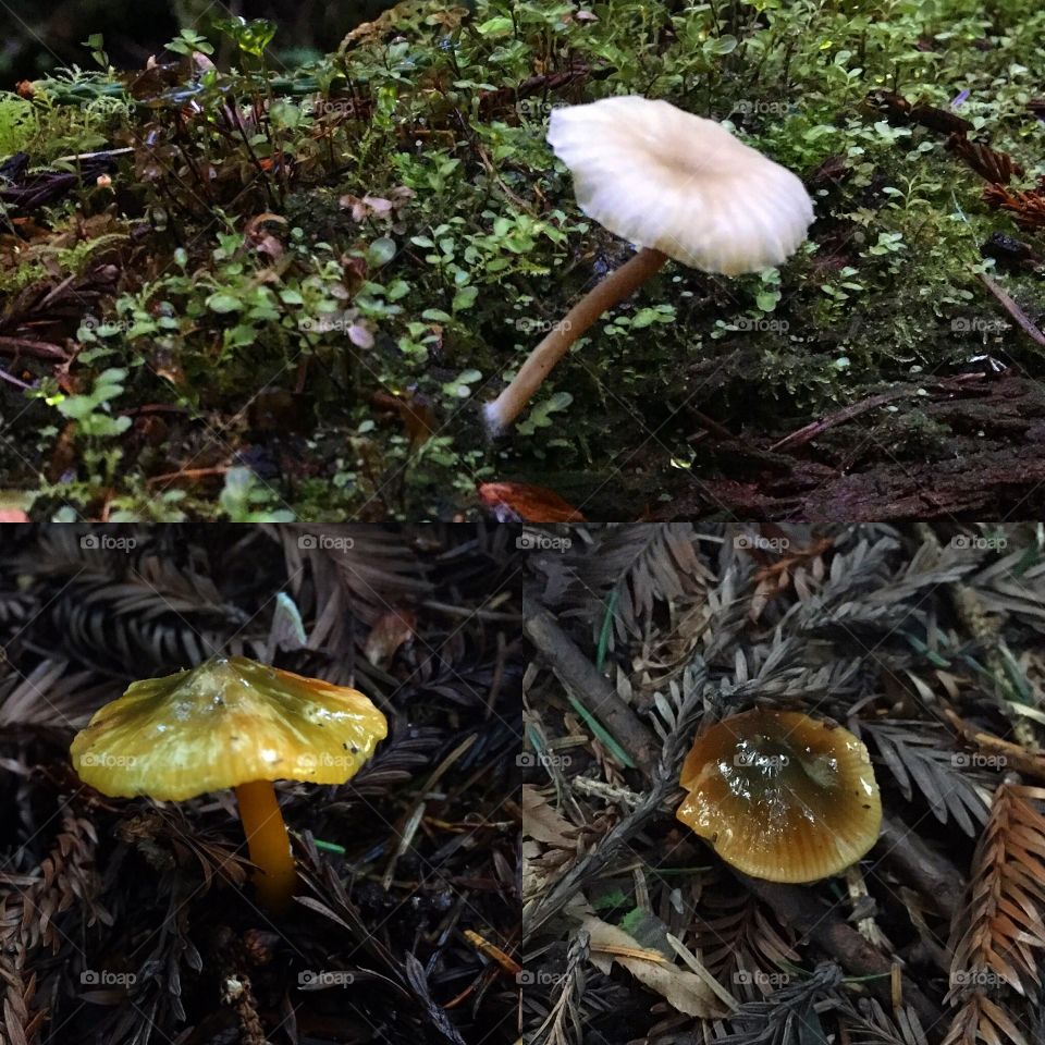 Mushroom compilation. All spotted in the redwood forest near dusk.